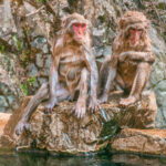 Read more about the article Snow Monkey Park Nagano Japan: Everything You Need To Know