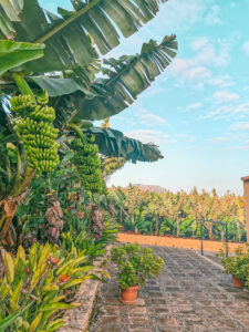 Tenerife: La Casa Amarilla Hotel Review - A Serene Canary Island Stay 2 Banana plantage