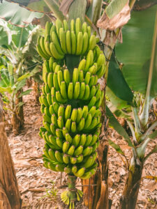 Tenerife: La Casa Amarilla Hotel Review - A Serene Canary Island Stay 4 Bananas